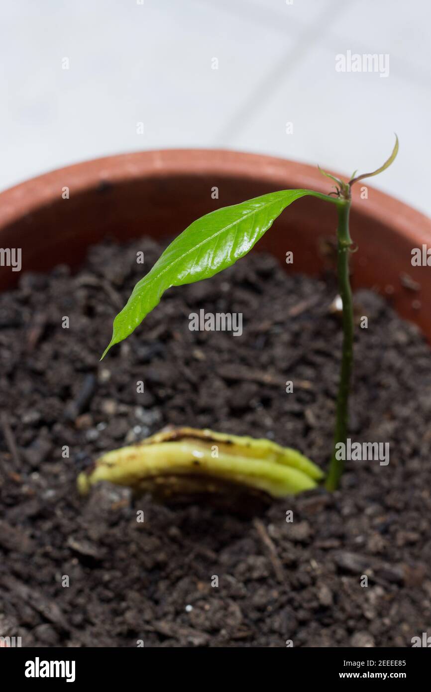 Mango seedling born from seed Stock Photo