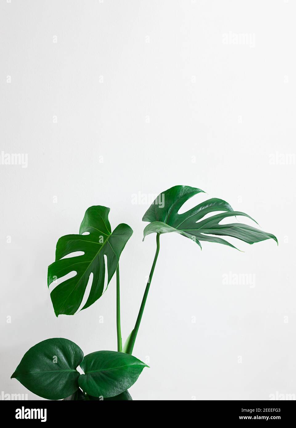 Beautiful monstera deliciosa isolated on a light gray background close-up, minimalism and scandinavian style, vertical with copy space Stock Photo