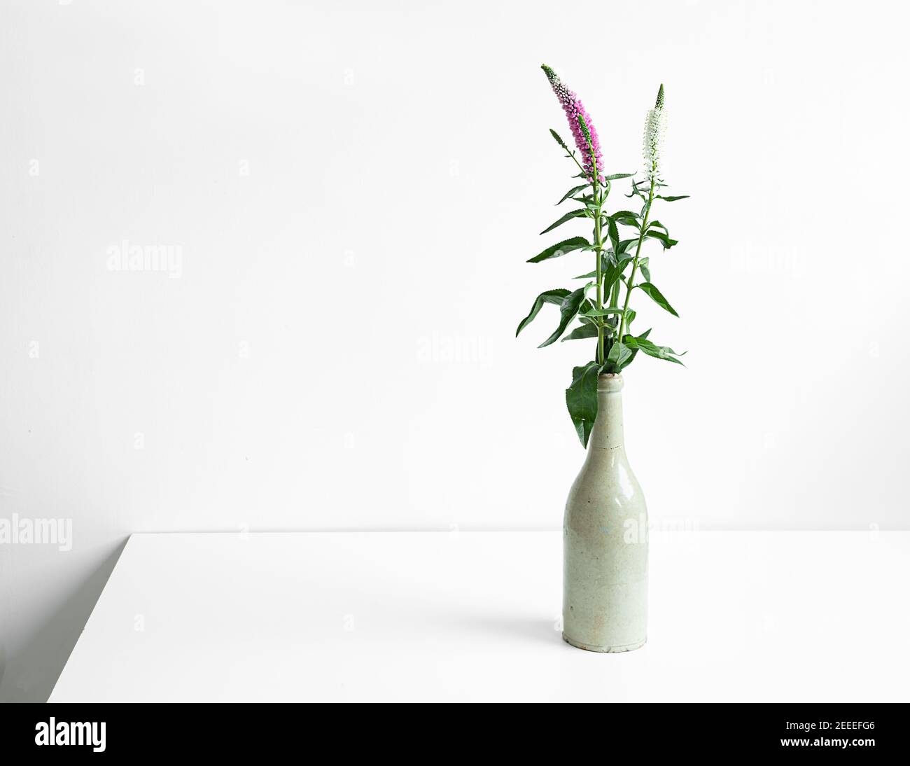 Flowers in an old ceramic gray bottle on a white background, the concept of minimalism and connection with nature Stock Photo