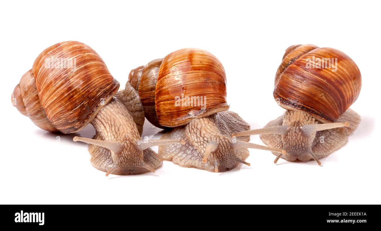 Three snail crawling on a white background closeup Stock Photo