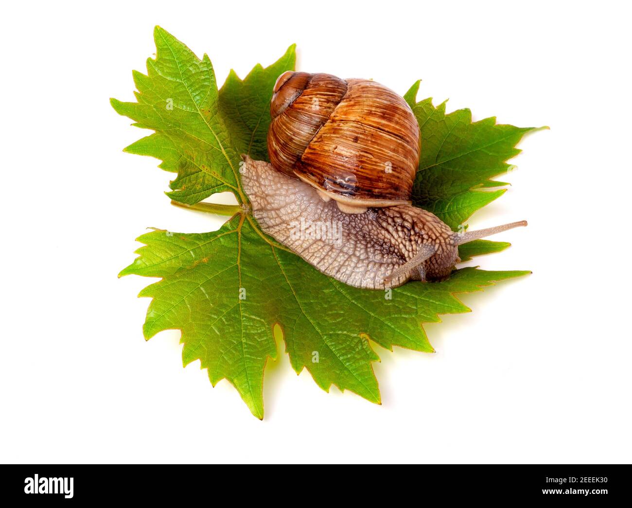 snail crawling on the grape leaf white background Stock Photo