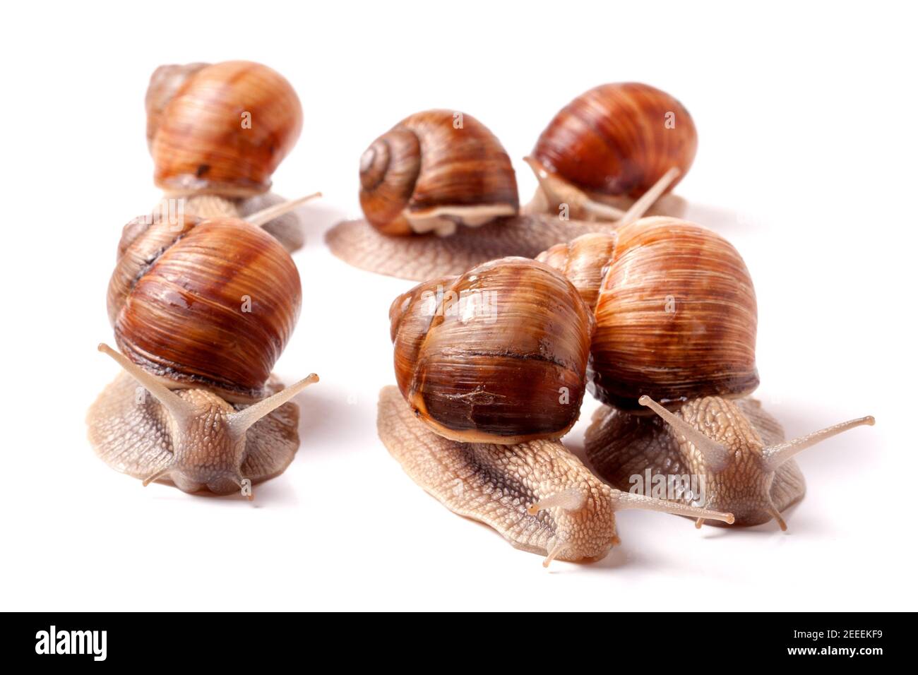 some snails crawling on a white background closeup Stock Photo