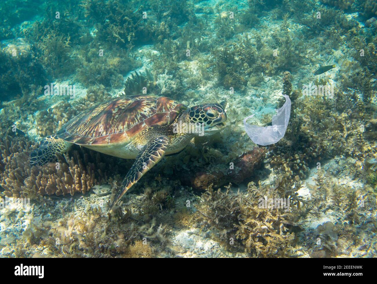Sea turtle and plastic bag. Ecological problem photo. Marine green turtle near plastic underwater photo. Plastic garbage pollution. Ocean animal suffe Stock Photo
