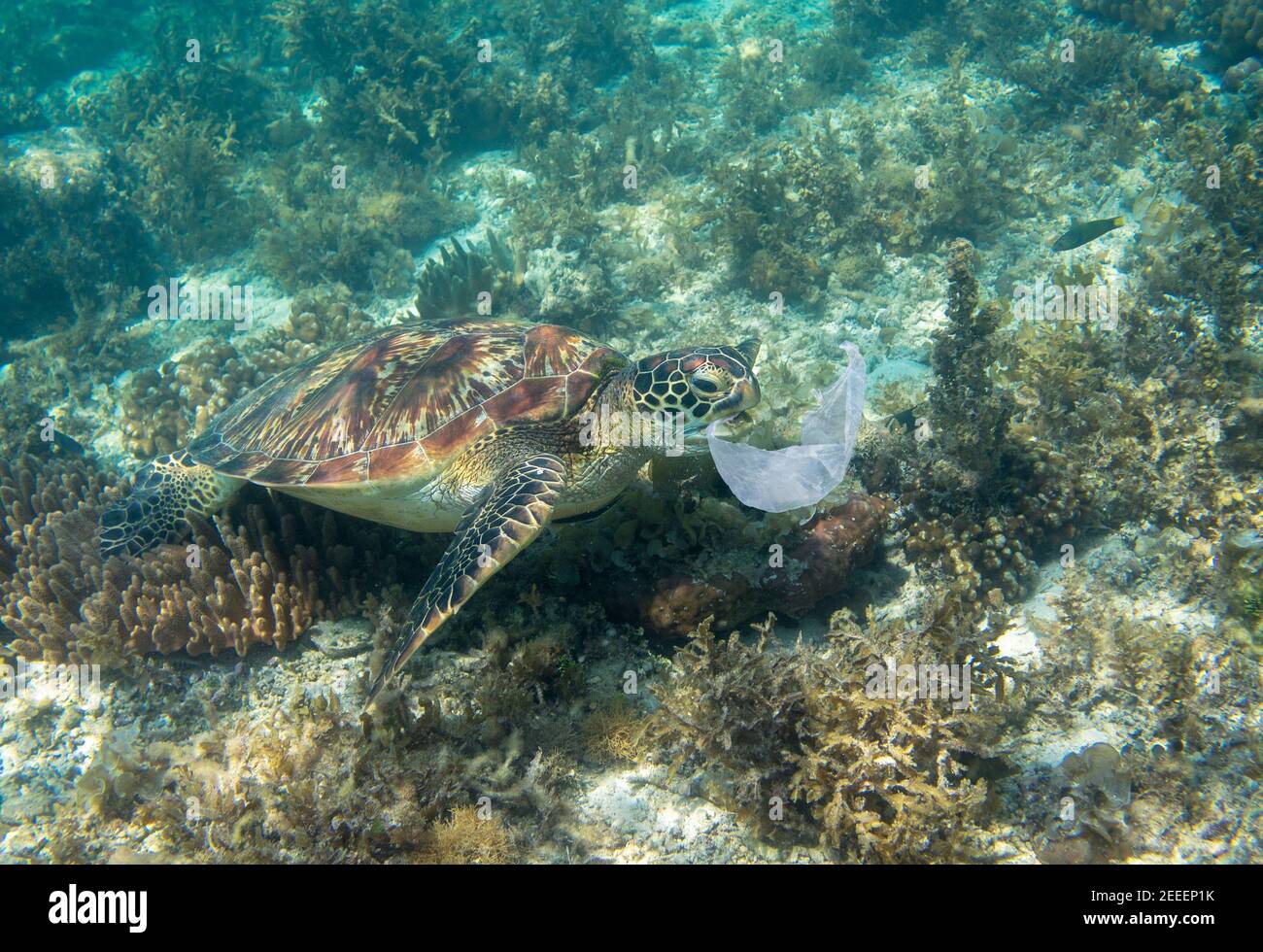 Sea turtle and plastic bag. Ecology problem photo. Marine green turtle eat plastic underwater photo. Plastic garbage pollution. Ocean animal suffering Stock Photo