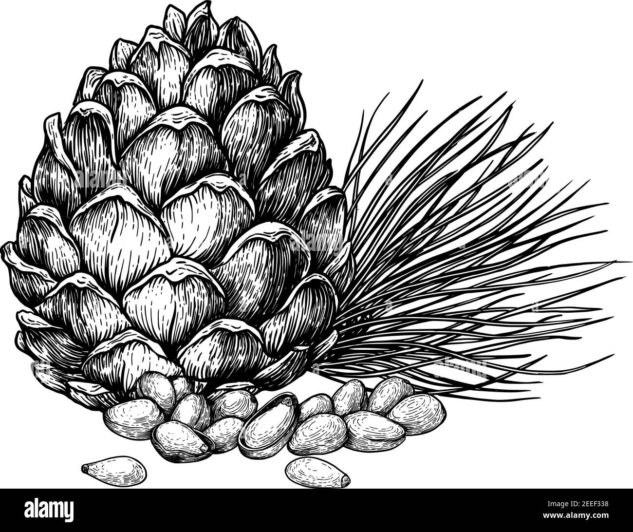 Pine nuts and cones. Hand drawn sketches vector illustration on white background in vintage style. Stock Vector