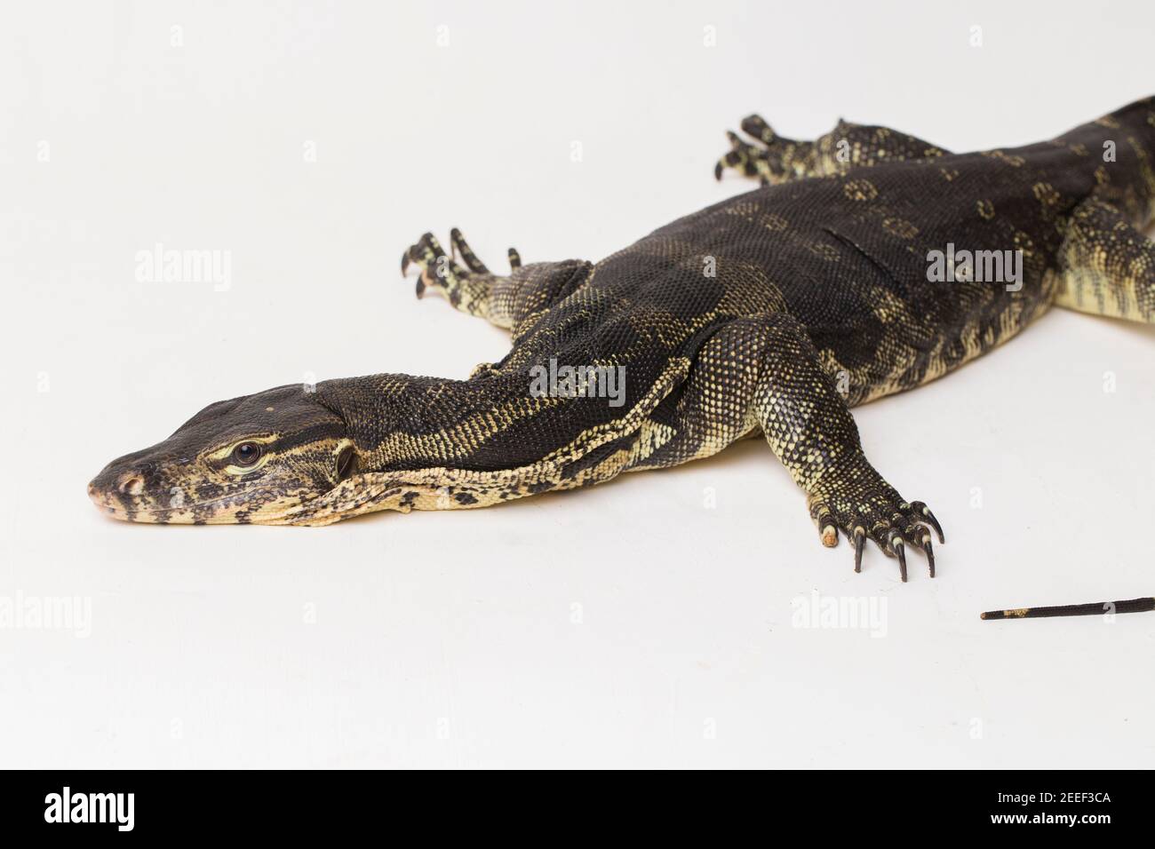 Asian Water Monitor lizard Varanus salvator isolated on a white ...
