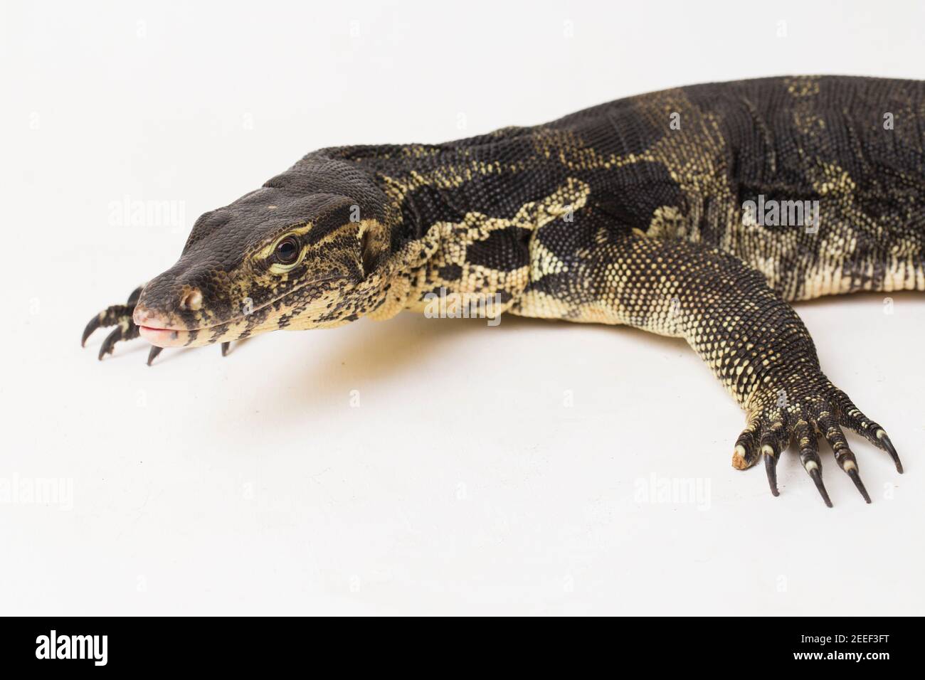 Asian Water Monitor lizard Varanus salvator isolated on a white ...