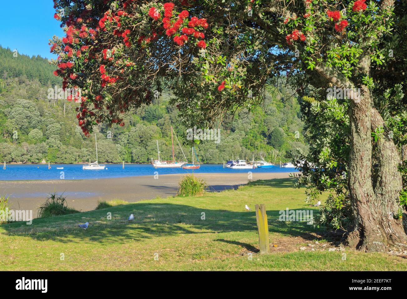 Boats in Whangamata Harbour, New Zealand, with a flowering pohutukawa tree in the foreground Stock Photo