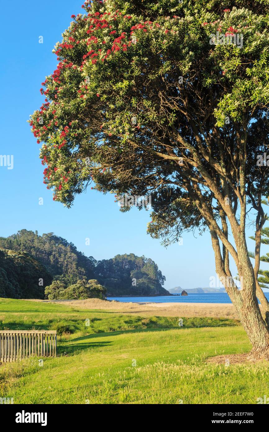 Onemana Beach on the Coromandel Peninsula, New Zealand.  A native pohutukawa tree stands in the foreground Stock Photo