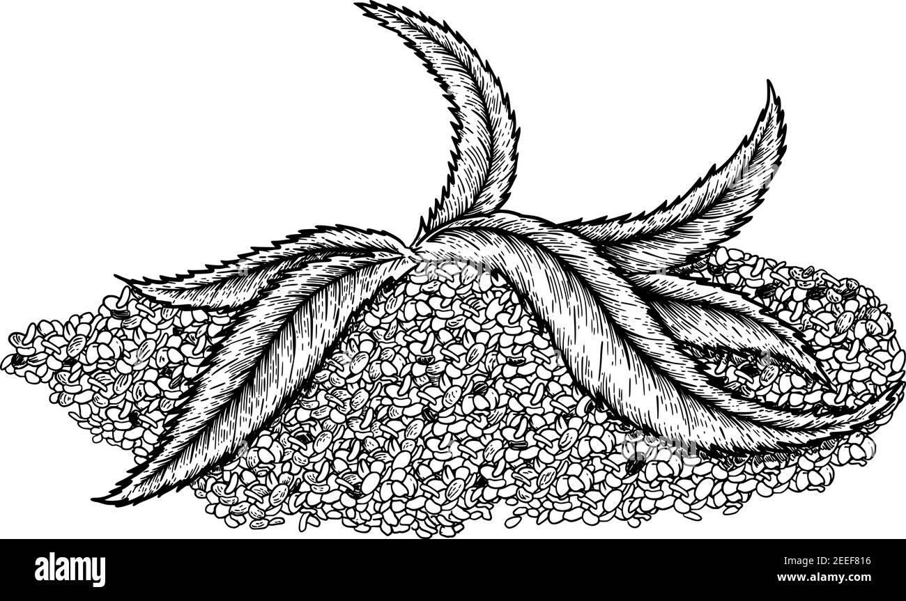 Superfood hemp protein. Leaf and seeds. Hand drawn vector illustration on white background