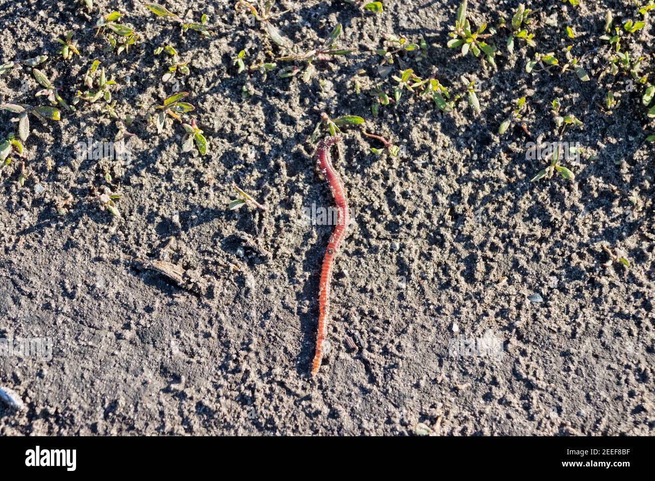 worm crawled out into the spring sun Stock Photo