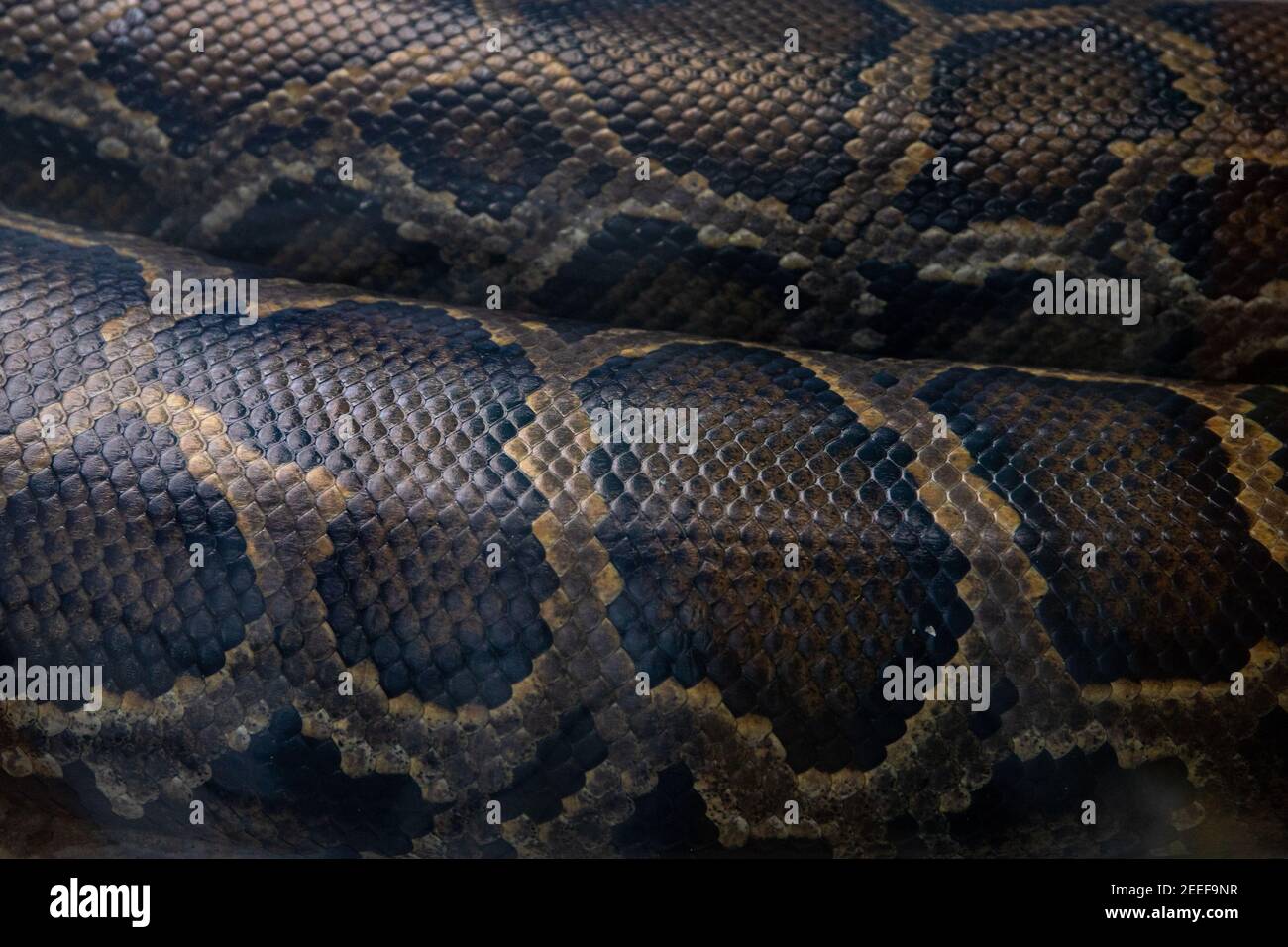 Python snake body with skin scales closeup. Living snake body closeup ...