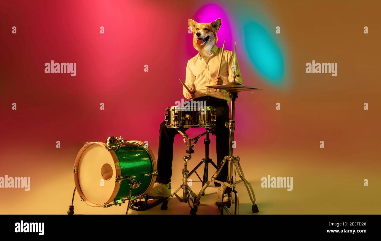 Drummer gives rhythm. Talented dog, professional musician performing on multicoloted background in neon light. Concept of music, hobby, festival, contemporary art collage. Modern design. Copyspace. Stock Photo