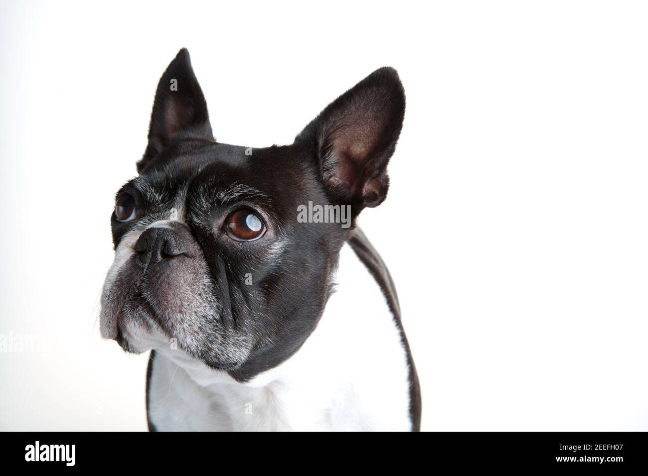 Boston Terrier Studio Portrait on White Background Stock Photo - Alamy