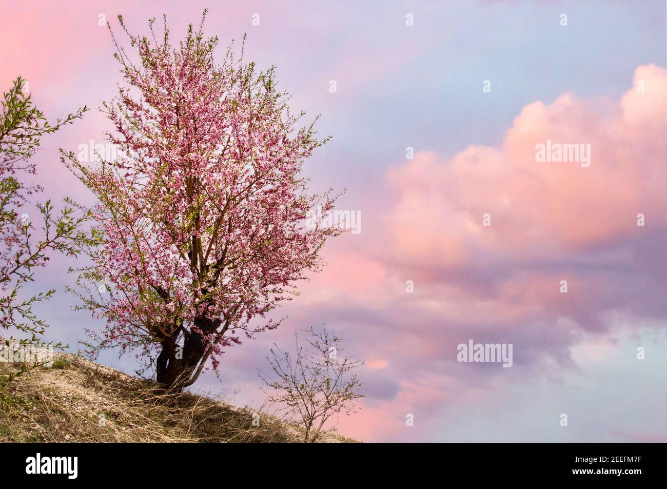 Wild almond tree in blossom, pink clouds background at sunset Stock Photo