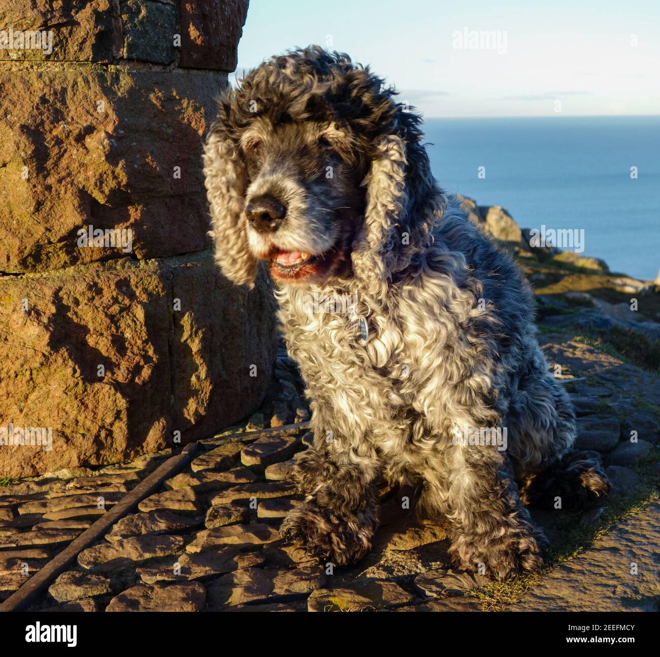 Blue Roan Cocker Spaniel dog Stock Photo Alamy