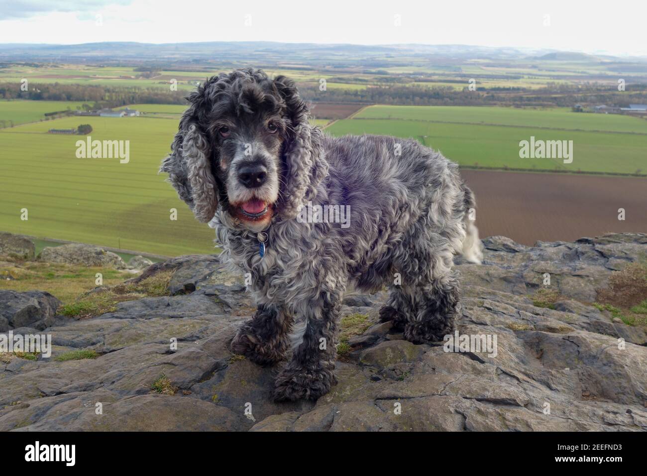 Blue Roan Cocker Spaniel dog Stock Photo Alamy
