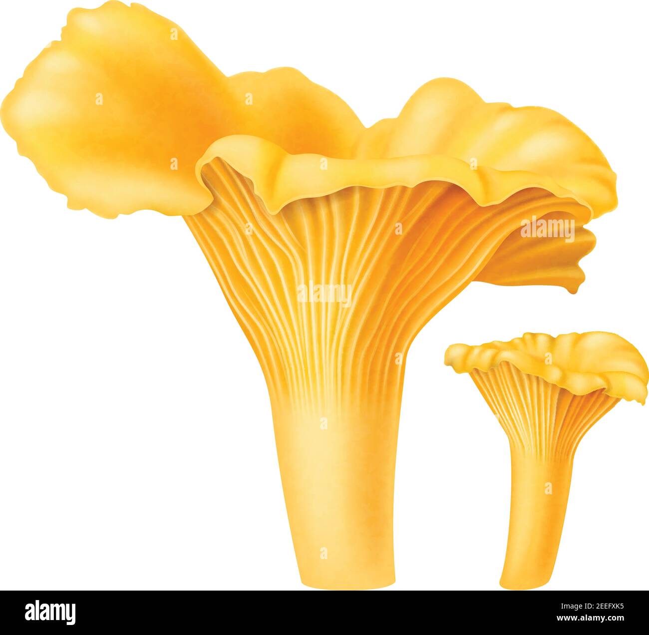 Yellow chanterelle mushrooms isolated on white background. Vector illustration. Stock Vector