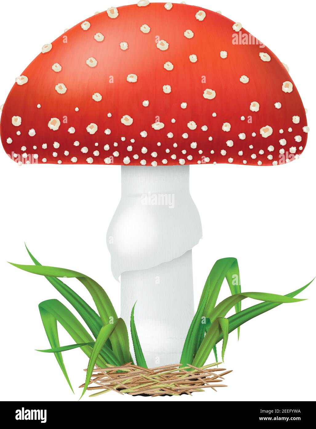 Amanita muscaria or fly agaric mushroom with green grass isolated on white background. Vector illustration. Stock Vector