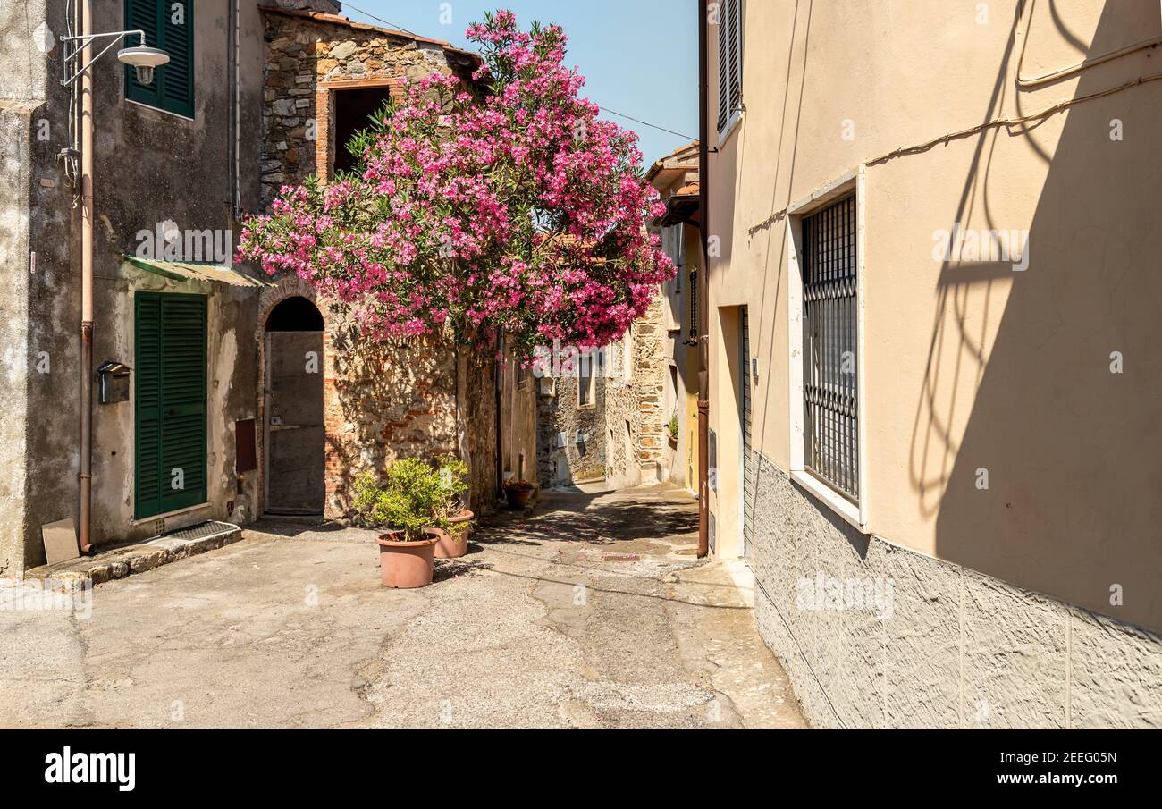 Narrow street of the charming Tuscany village Mommio Castello, at the top of the hill of Versilia, province of Lucca, Italy Stock Photo