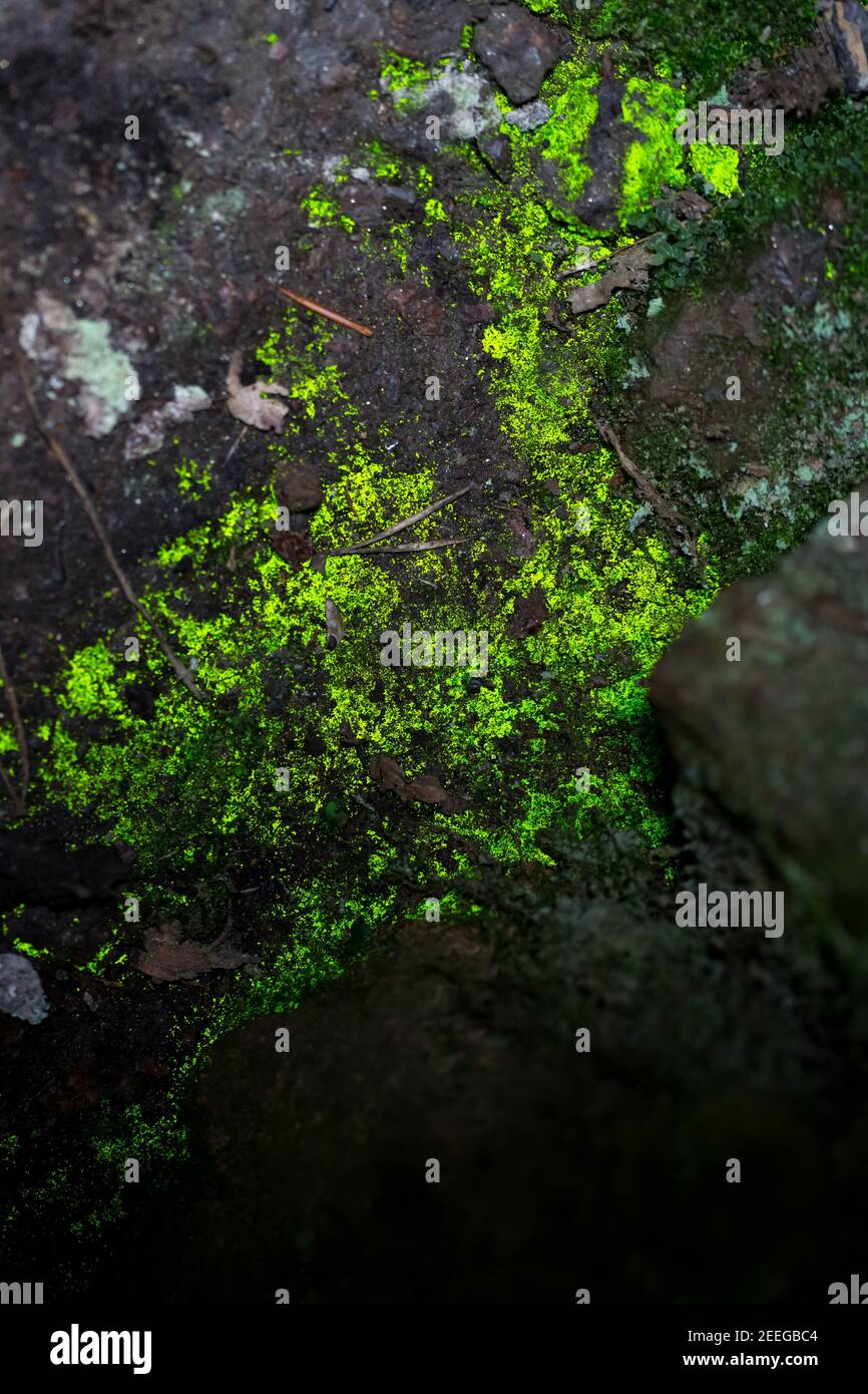 Goblin gold luminous moss glowing in a natural cave in Finland Stock Photo