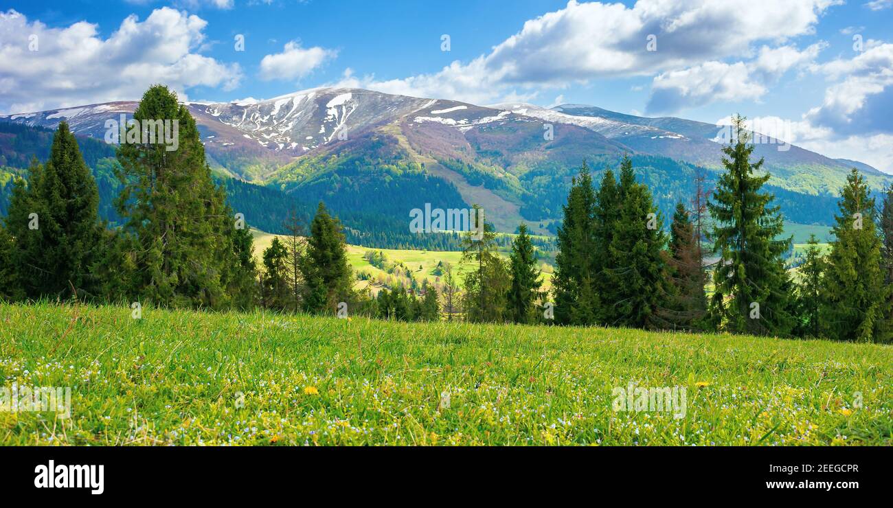 mountain landscape on a sunny day. beautiful alpine countryside scenery with spruce trees. grassy meadow on the hill rolling down in to the distant va Stock Photo