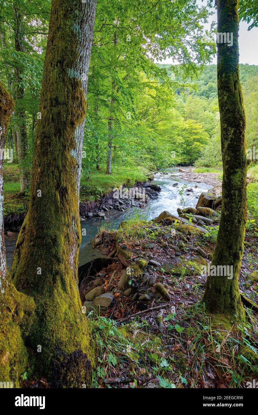 river in the beech forest. summer nature scenery on a sunny day. rapid ...