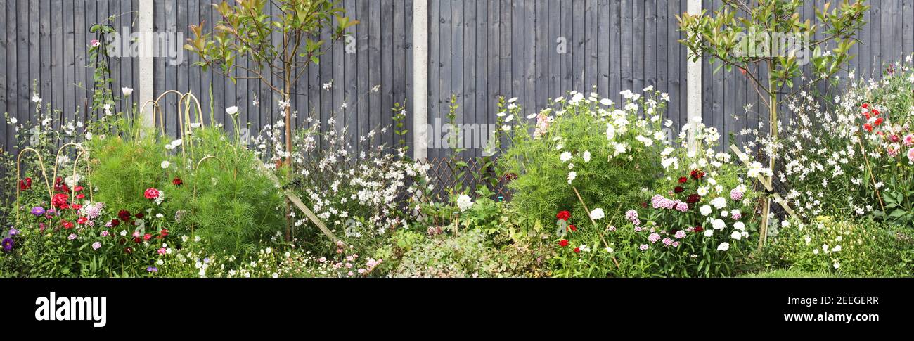 Wooden painted garden fence with spring and summer garden flower bed with many plants and blooming flowers. Concrete fence posts and grey close border Stock Photo