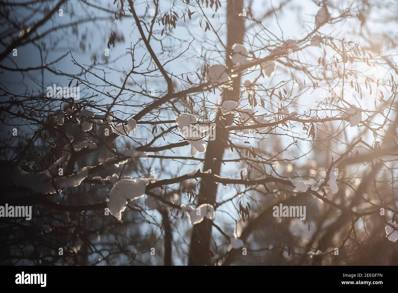 Branches covered with snow, winter landscape in the forest Stock Photo ...
