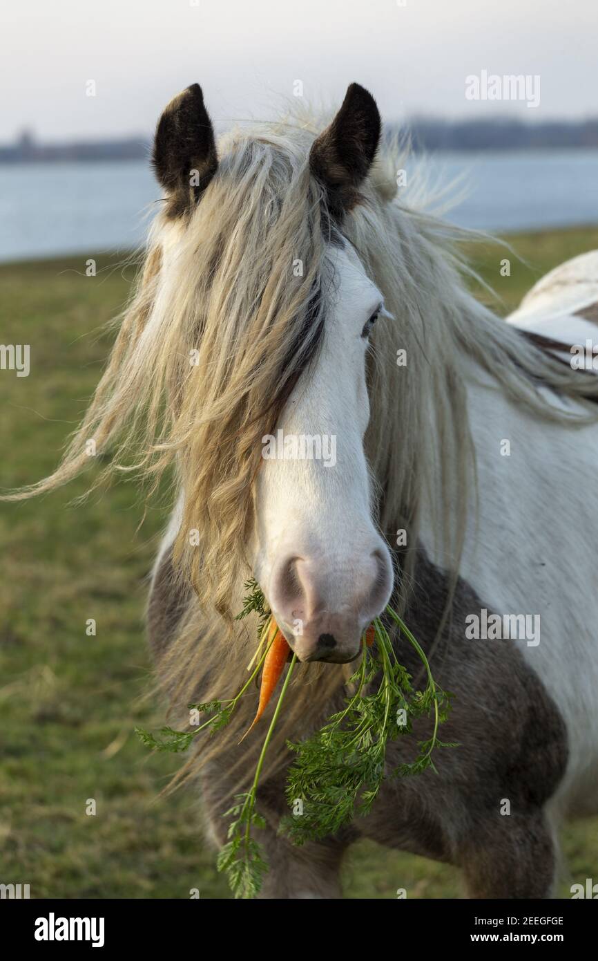 Free roaming gypsy vanner horse on Port Meadow Oxford England Europe