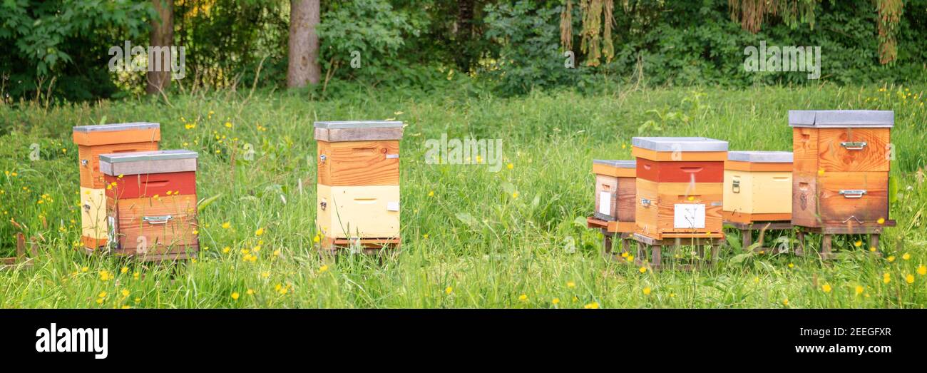Beehives a green grassy field near a forest in France Stock Photo