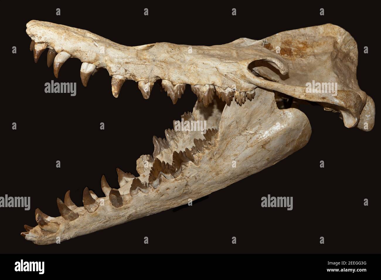 Basilosaurus Fossil Skull