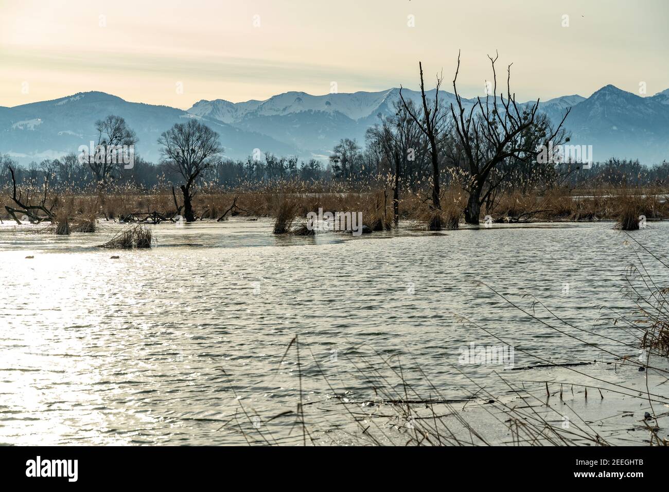 Tench holes in the morning light in winter cold. Shore of Lake Constance with reeds, bushes and trees. Vorarlberg mountains in the background. Hard Stock Photo