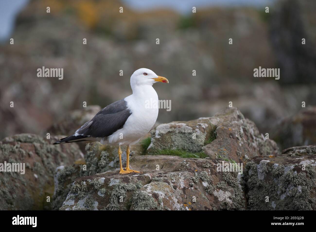 Lesser black-backed gull (Larus fuscus), Isle of May, Scotland, UK Stock Photo