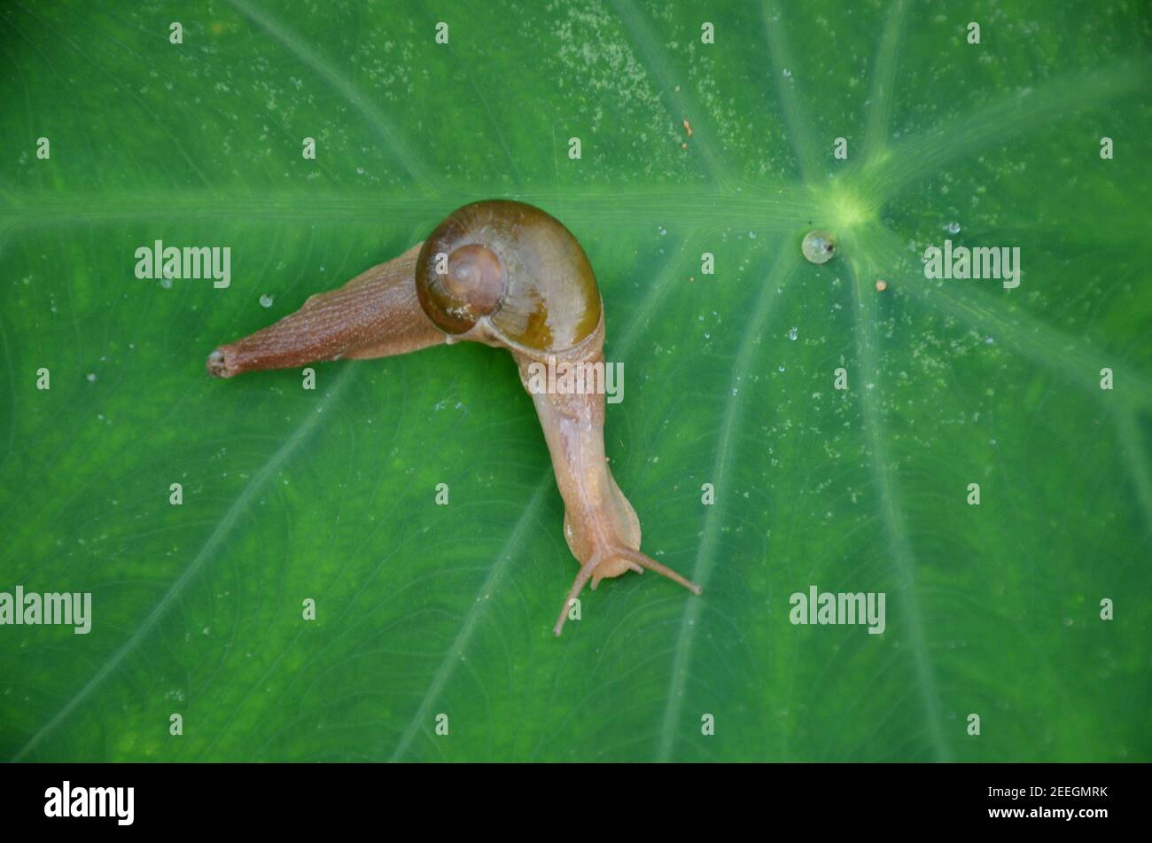Brown color snail holds on Arabic green leaf in the garden Stock Photo ...