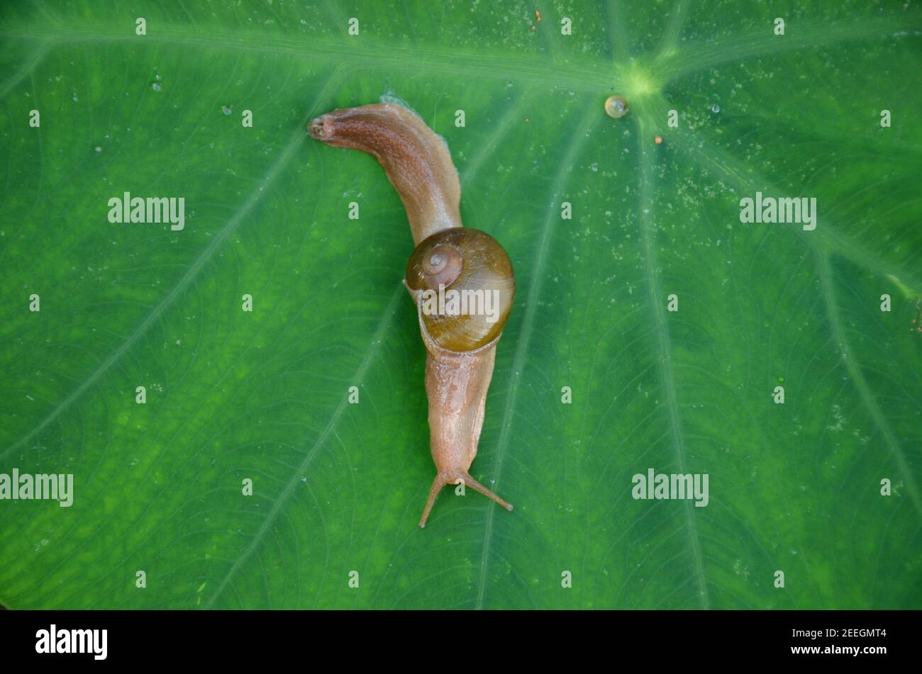 Brown color snail holds on Arabic green leaf in the garden Stock Photo Alamy