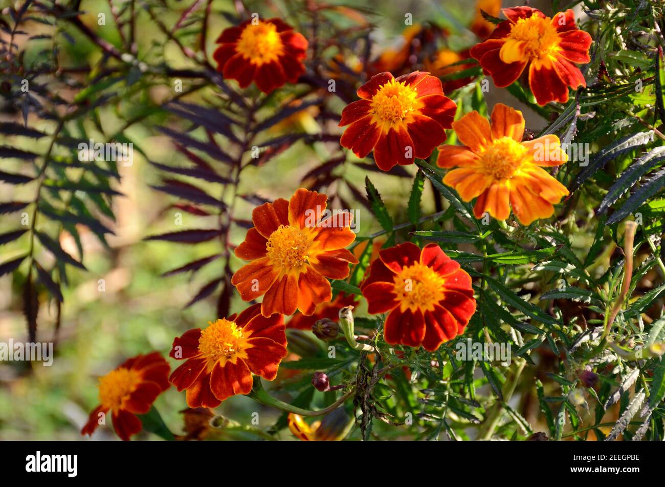 Bunch the red yellow marigold flower with leaves in the garden. Stock Photo
