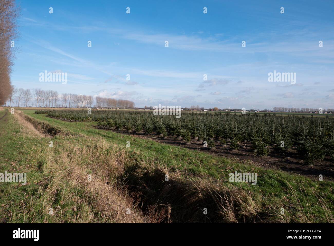 landscape photo of a field full of small pine trees to be used as a Christmas tree in December Stock Photo