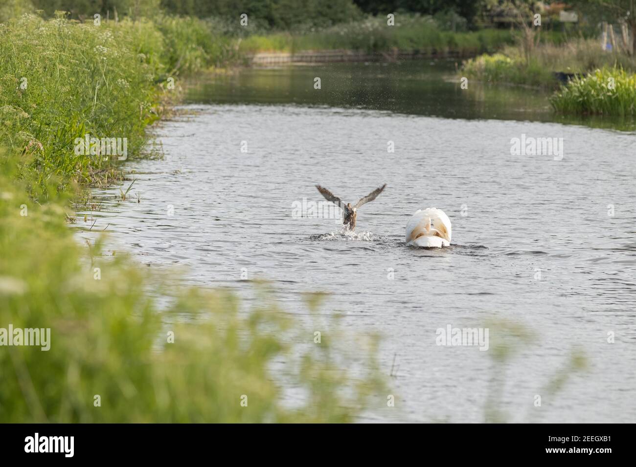 An angry male (cob) mute swan, cygnus olor chases away a mallard from his cygnets along as stretch of the Montgomery Canal near Welshpool, Mid Wales Stock Photo