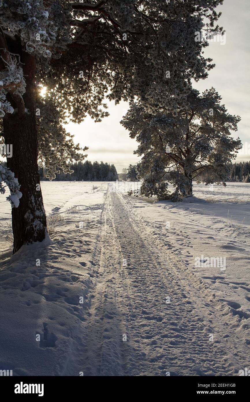 Two tall pine trees stand on the both sides of an old country road leading to the fields. The snow has covered everything on the sunny winter day. Stock Photo