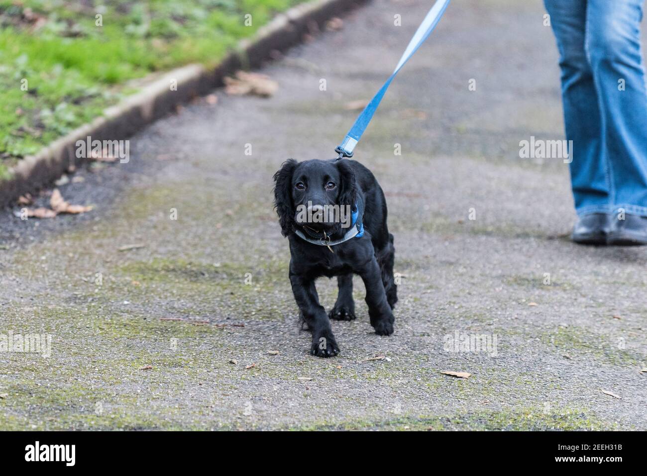 how can i stop my cocker spaniel pulling on the lead