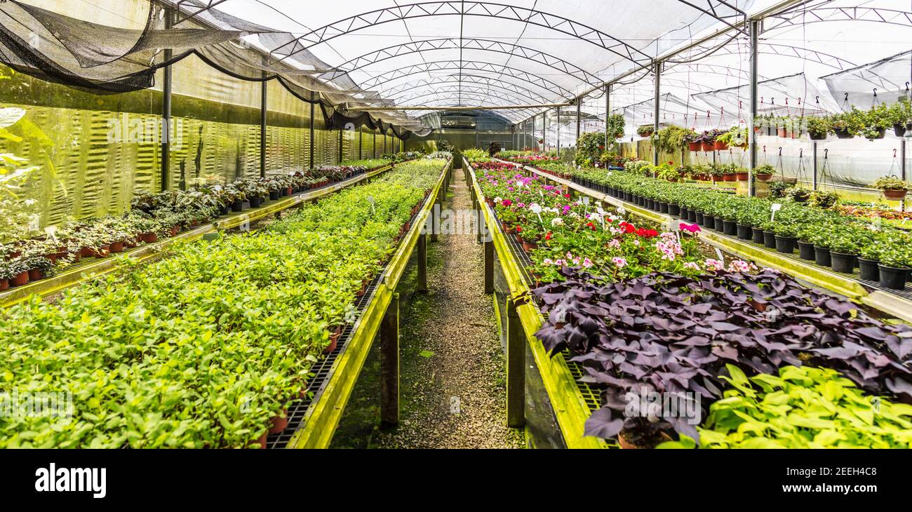 Beautiful view of a plant nursery with various plants and flowers Stock ...