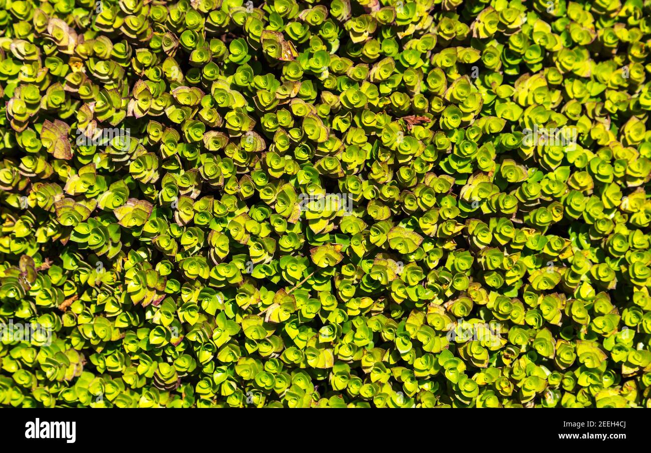 Creeping flora hi-res stock photography and images - Alamy