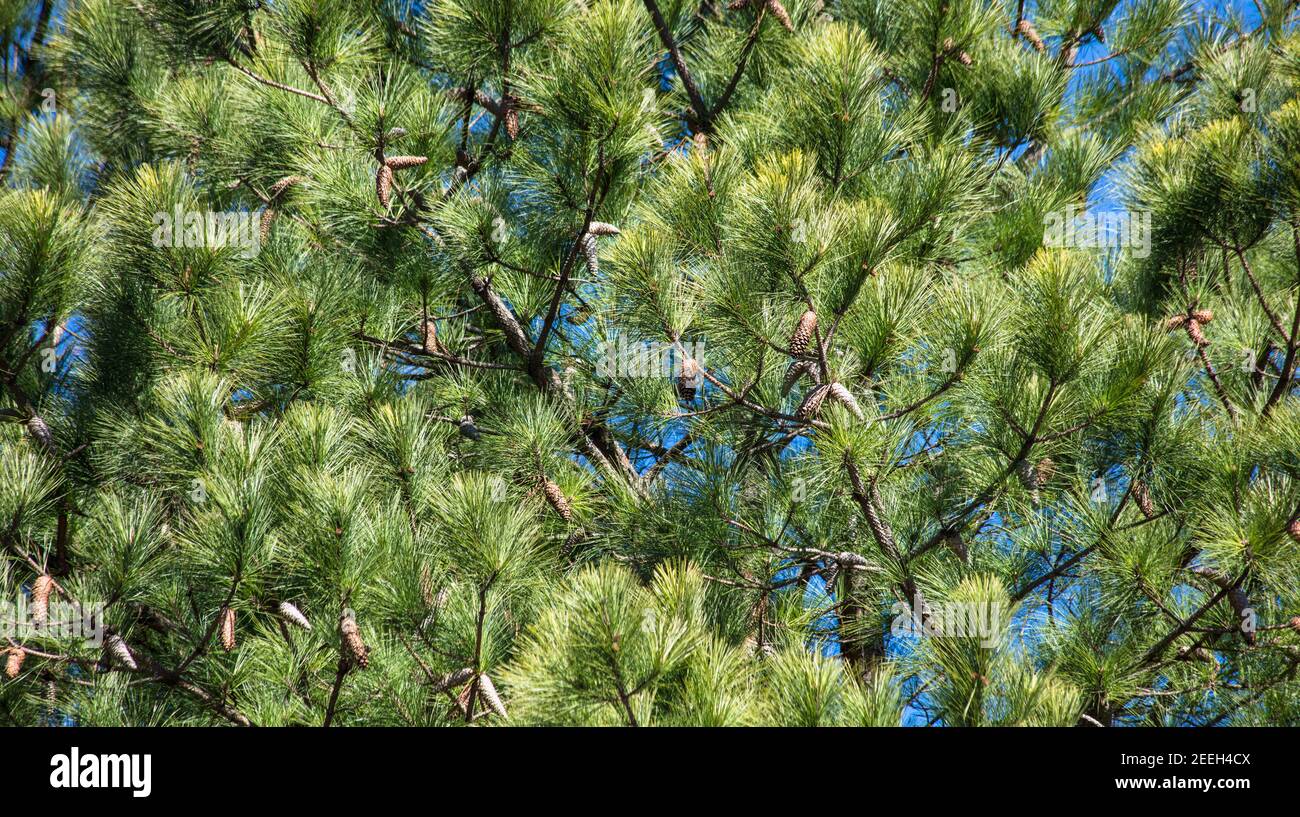 Low angle shot of a pine tree under a clear blue sky Stock Photo - Alamy