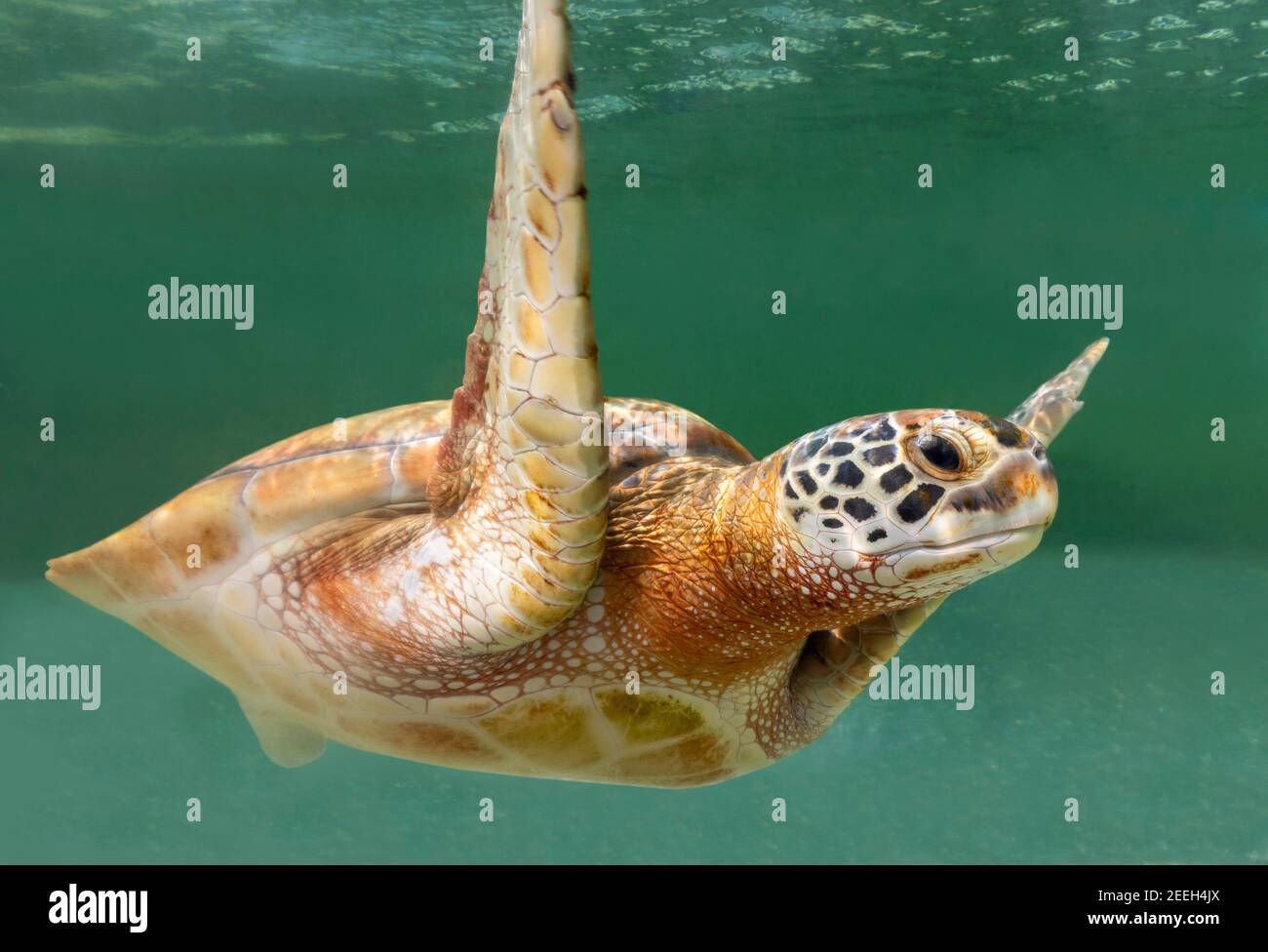 Close-up view of a Green Sea turtle (Chelonia mydas) Stock Photo