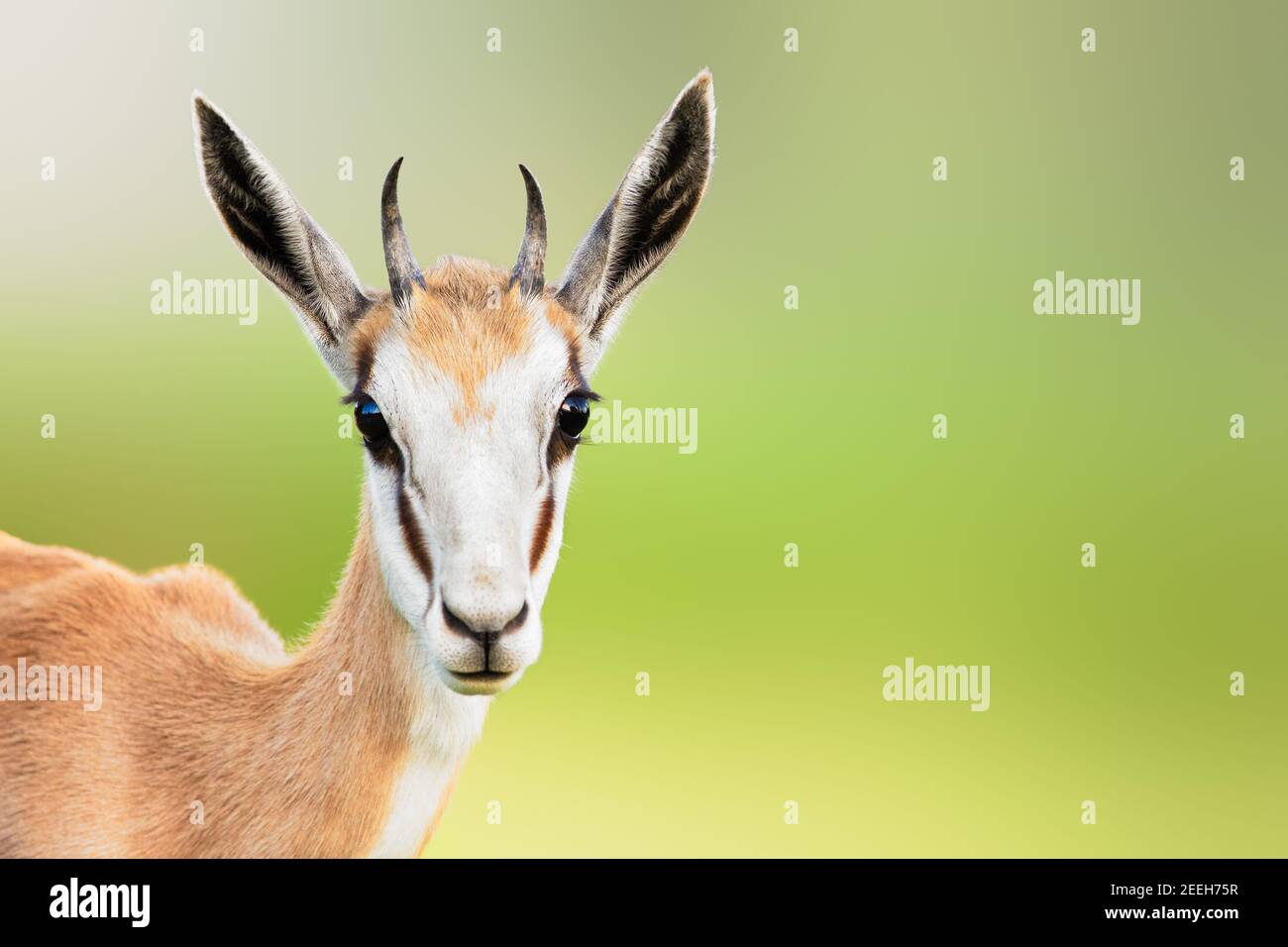 Springbuck or Springbok sub-adult close-up facial portrait with a sweet loving expression and copy space. Stock Stock Photo