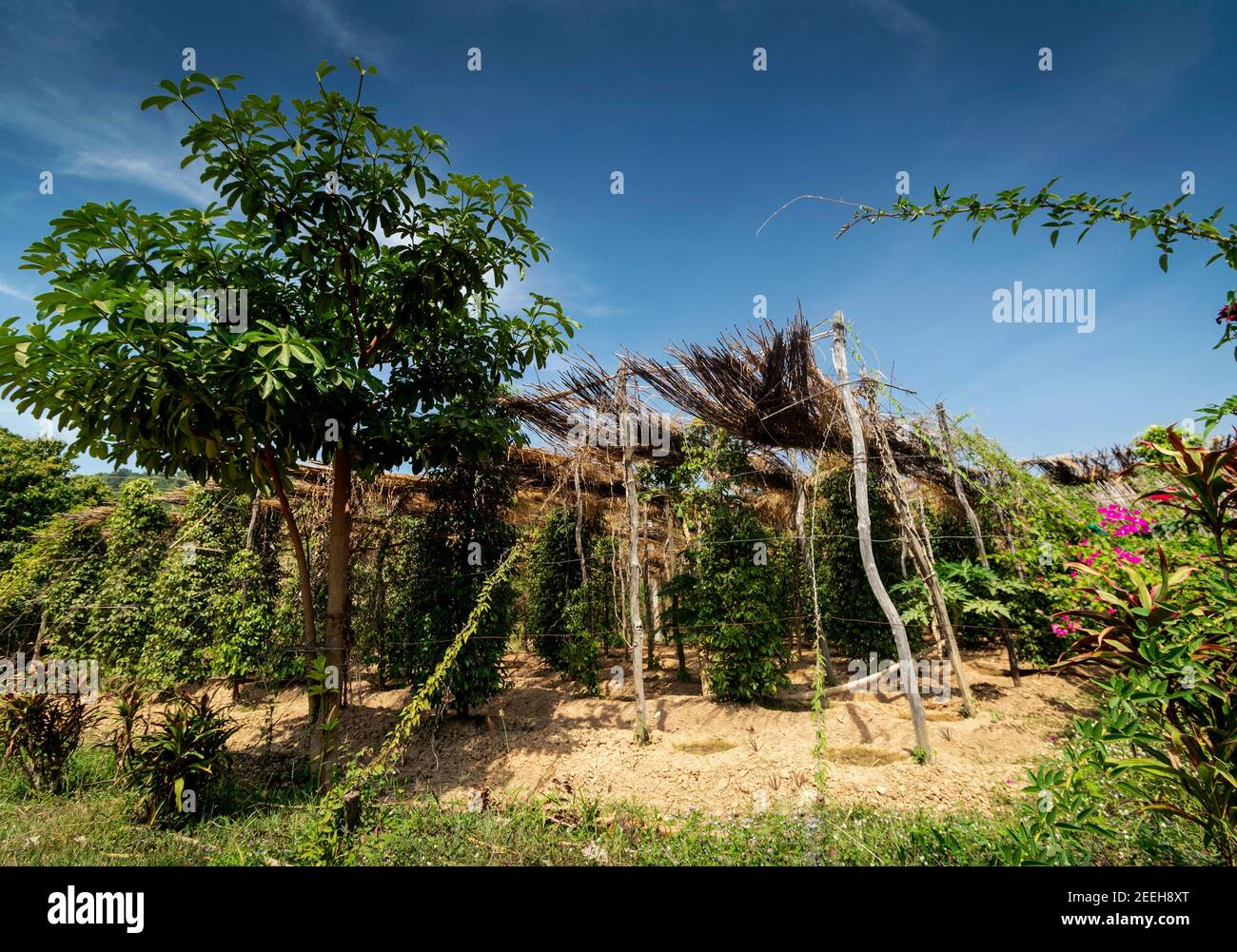 peppercorn vines growing in organic pepper farm in kampot province