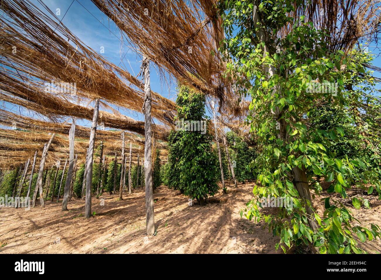 peppercorn vines growing in organic pepper farm in kampot province