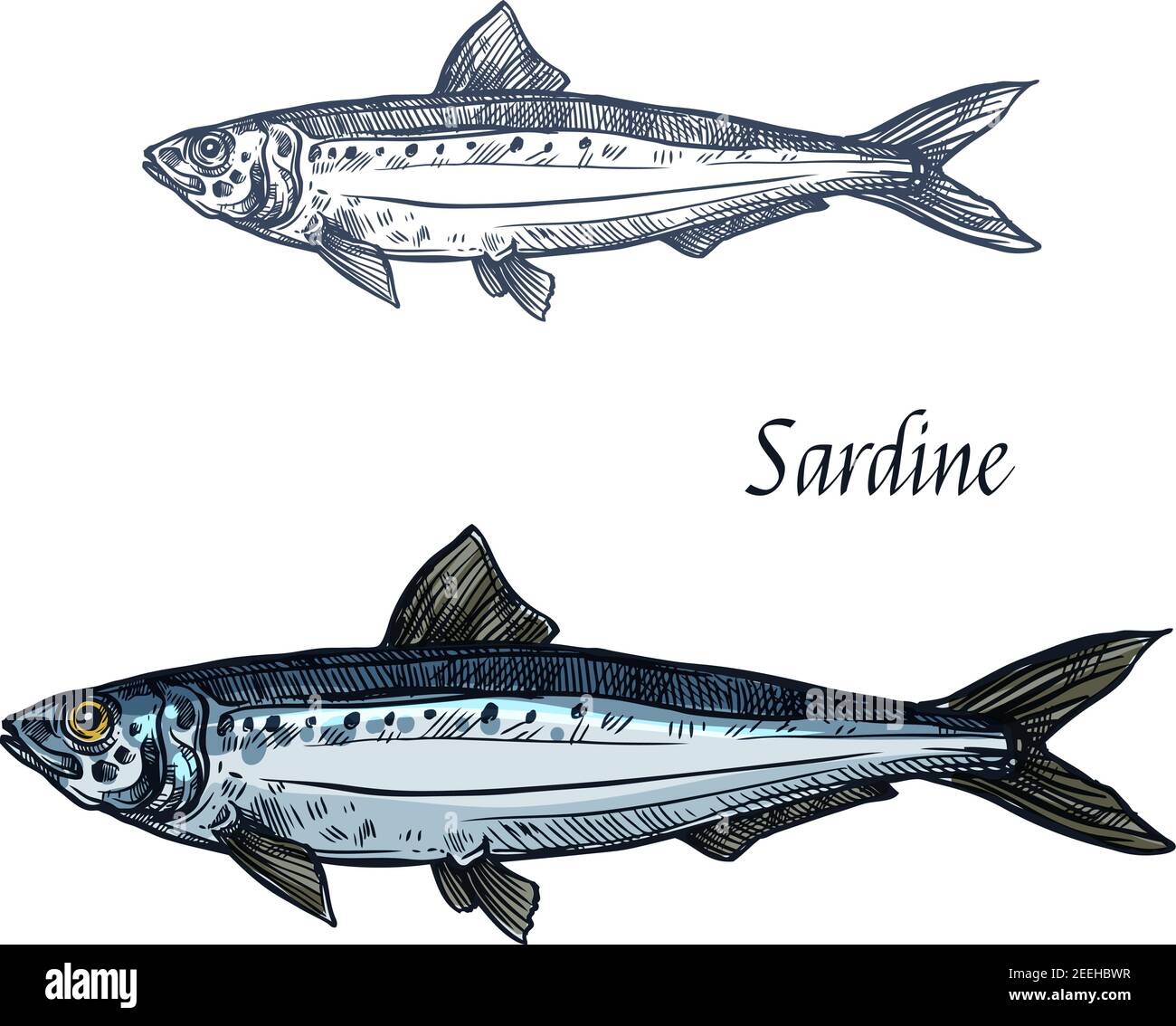 Freshwater sardinella Stock Vector Images Alamy