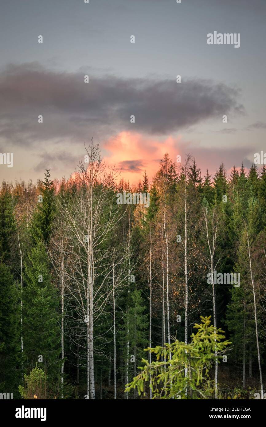 Aerial vertical shot pine forest hi-res stock photography and images ...
